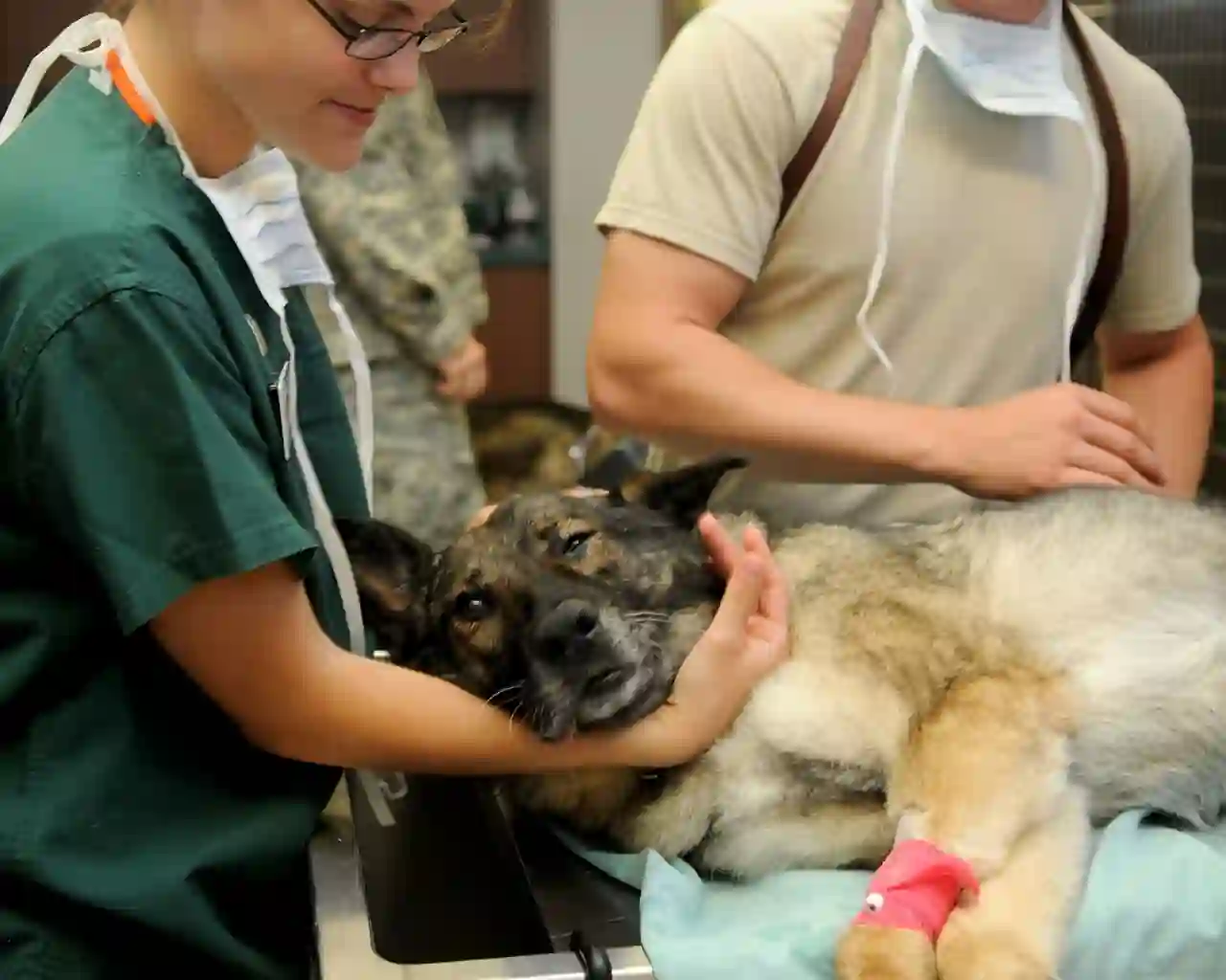 imagen de un veterinario atendiendo a un perro acostado en una camilla