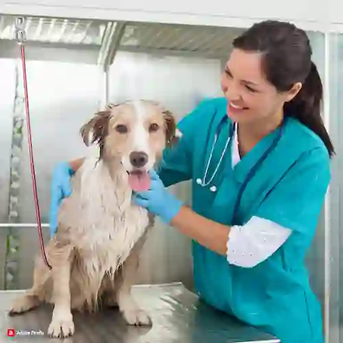 imagen de un veterinario