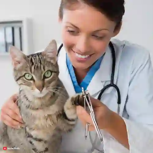 imagen de un veterinario